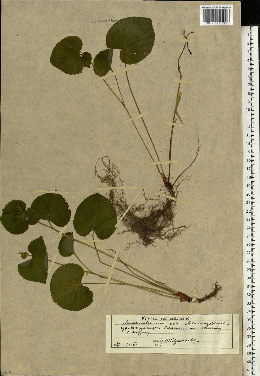 Viola mirabilis L., Eastern Europe, Moscow region (E4a) (Russia)