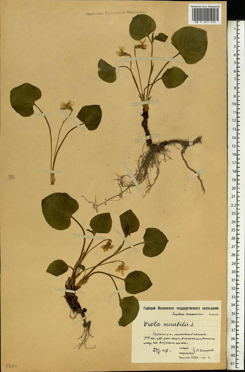 Viola mirabilis L., Eastern Europe, Moscow region (E4a) (Russia)