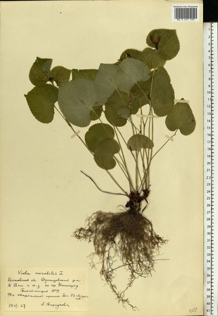 Viola mirabilis L., Eastern Europe, Moscow region (E4a) (Russia)