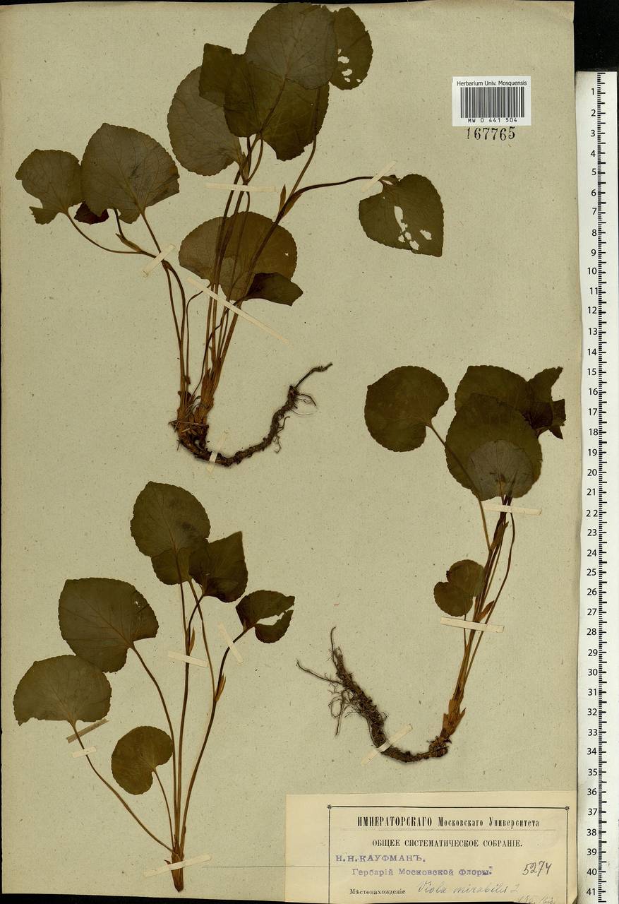 Viola mirabilis L., Eastern Europe, Moscow region (E4a) (Russia)