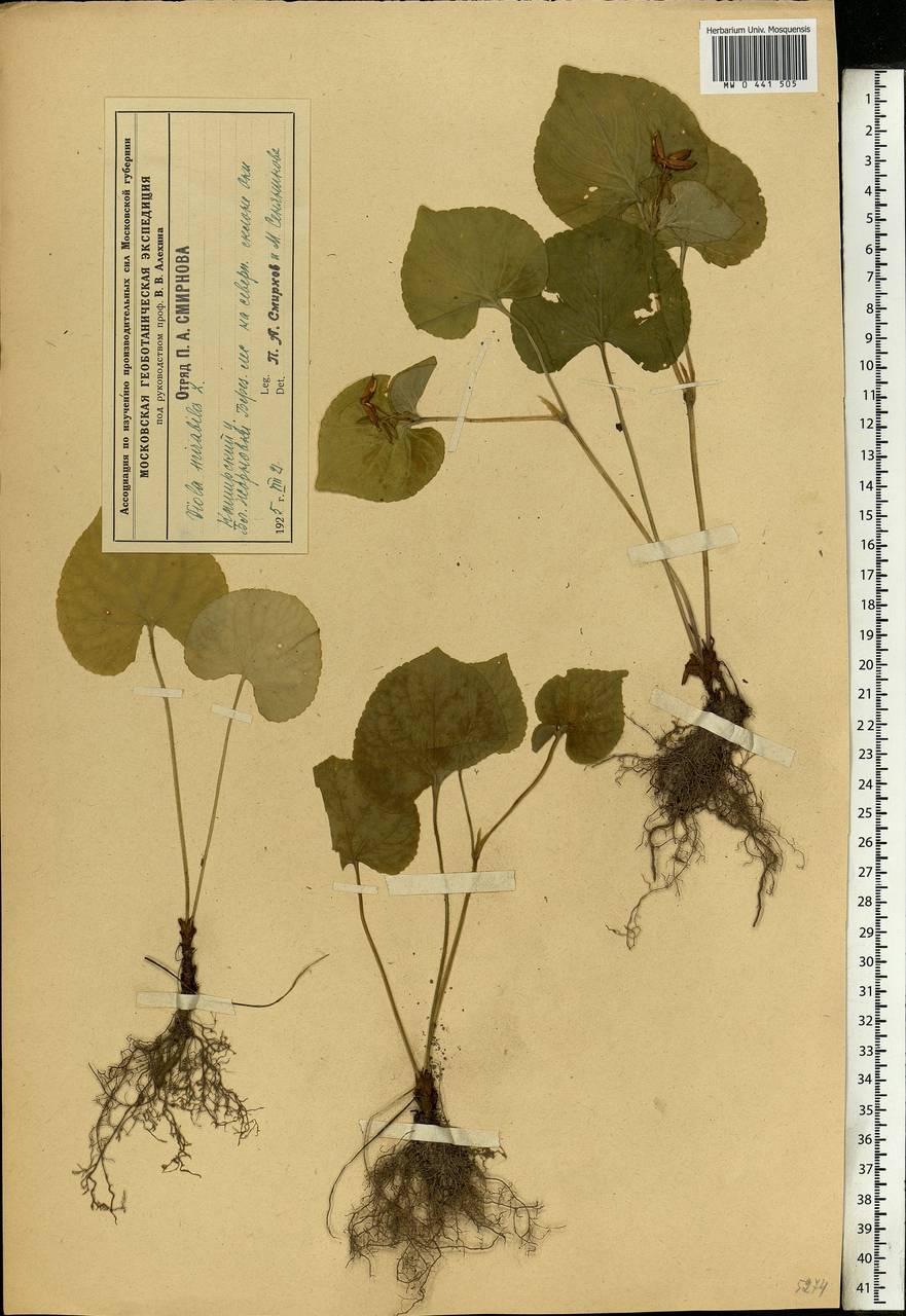 Viola mirabilis L., Eastern Europe, Moscow region (E4a) (Russia)