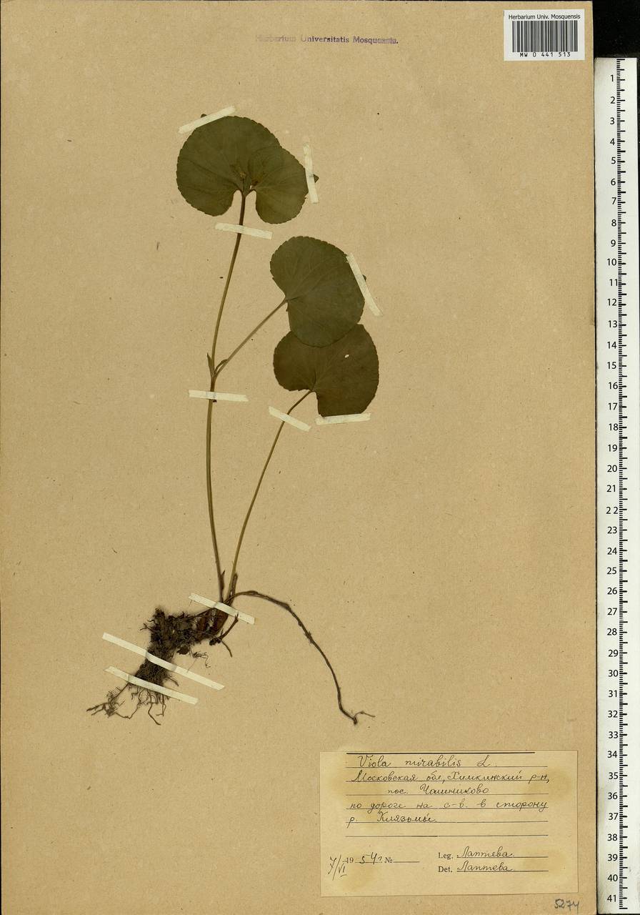 Viola mirabilis L., Eastern Europe, Moscow region (E4a) (Russia)