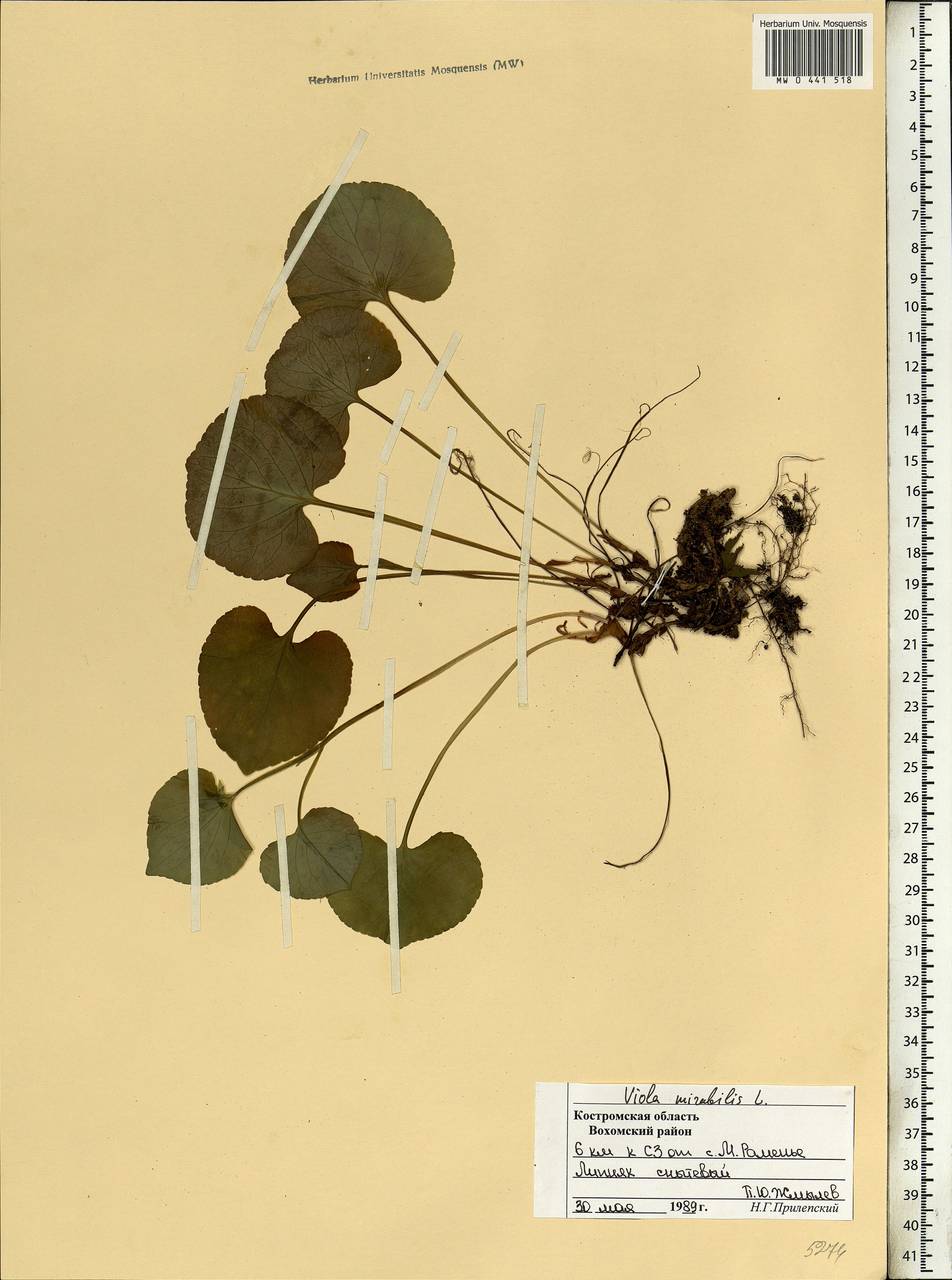 Viola mirabilis L., Eastern Europe, Central forest region (E5) (Russia)