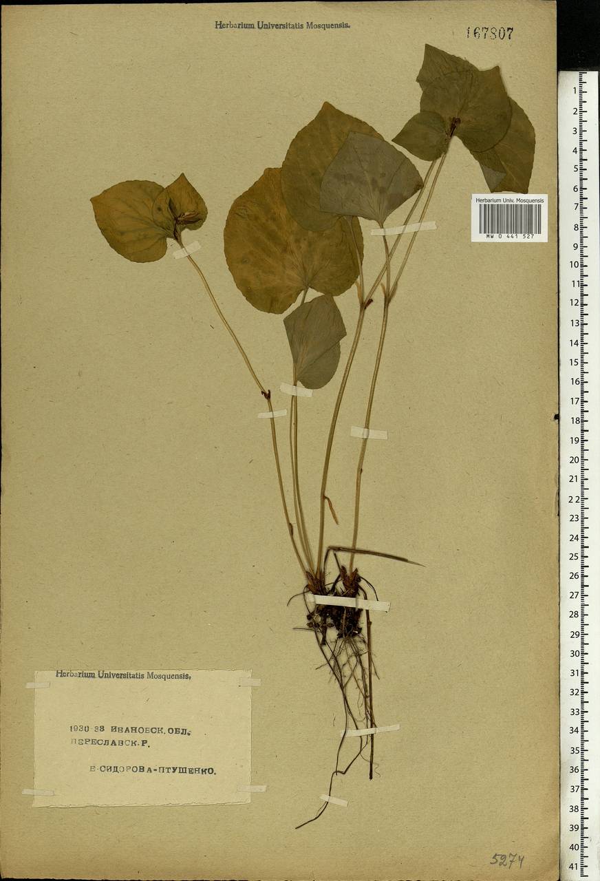 Viola mirabilis L., Eastern Europe, Central forest region (E5) (Russia)