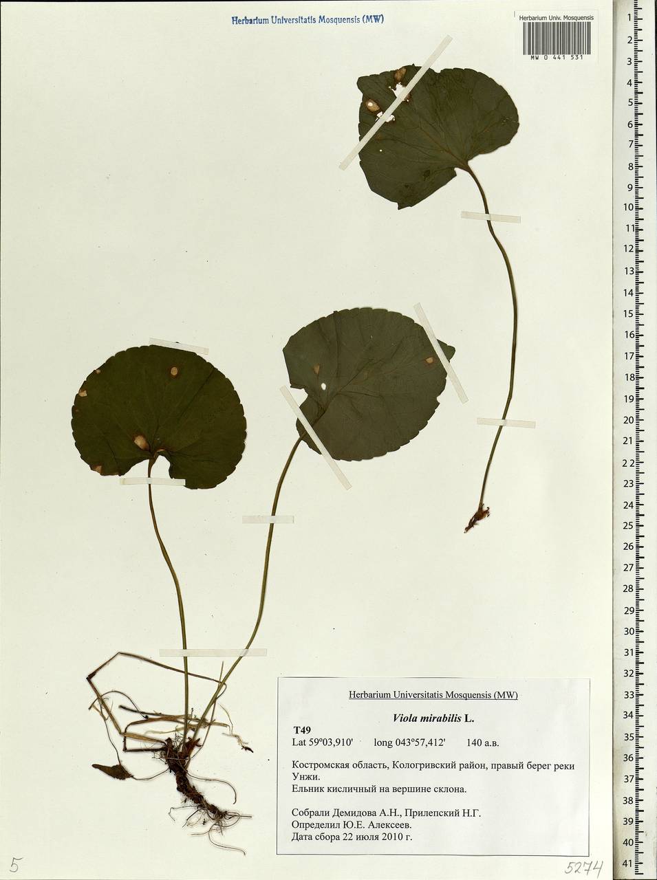 Viola mirabilis L., Eastern Europe, Central forest region (E5) (Russia)