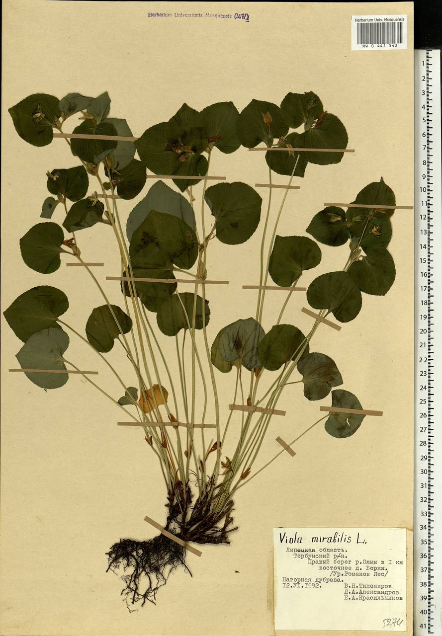 Viola mirabilis L., Eastern Europe, Central forest-and-steppe region (E6) (Russia)