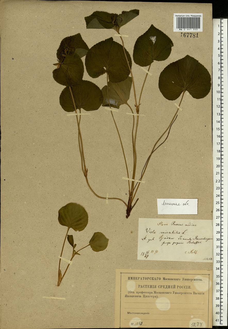 Viola mirabilis L., Eastern Europe, Central forest-and-steppe region (E6) (Russia)