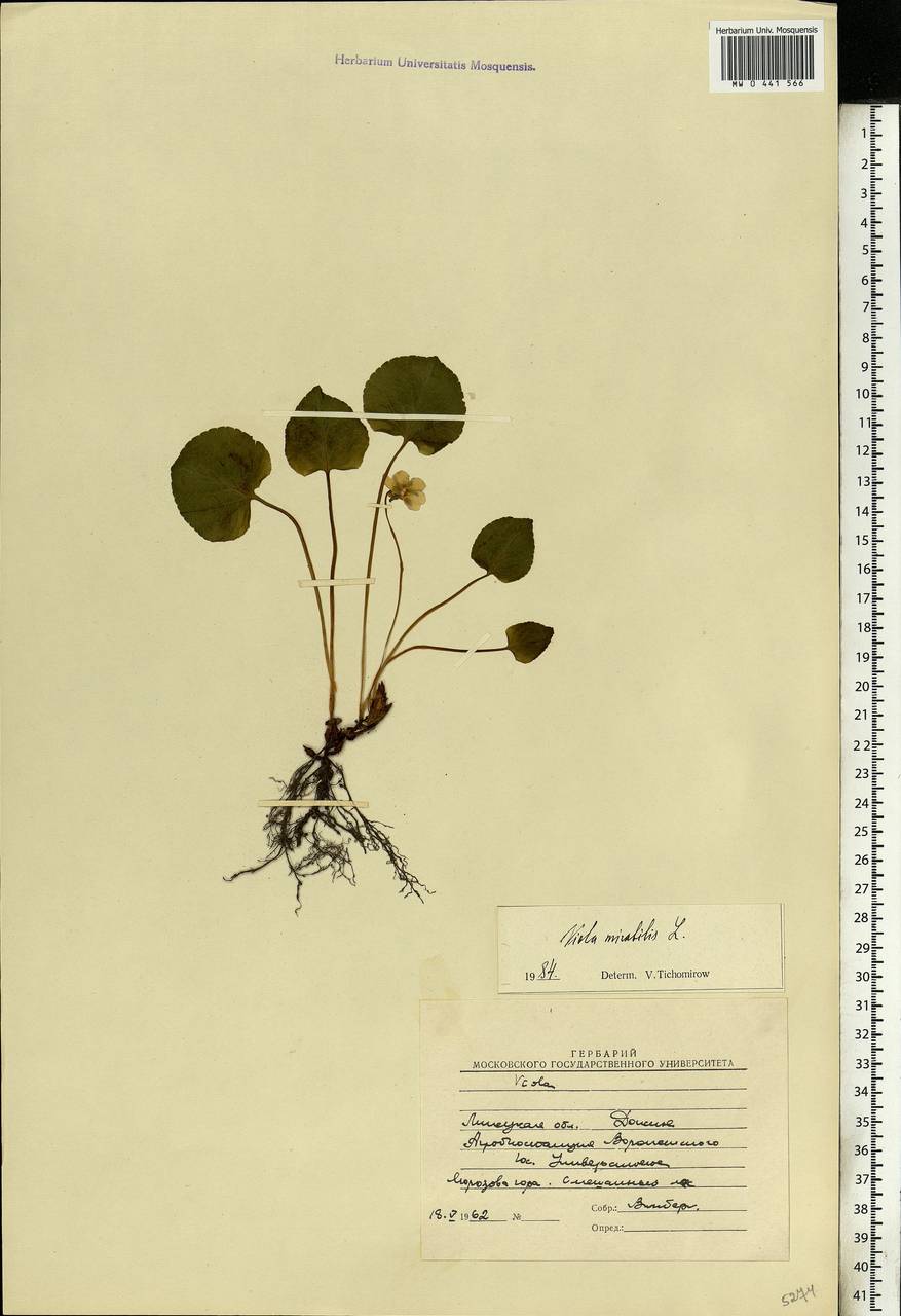 Viola mirabilis L., Eastern Europe, Central forest-and-steppe region (E6) (Russia)