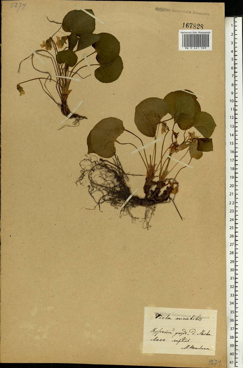 Viola mirabilis L., Eastern Europe, Central forest-and-steppe region (E6) (Russia)