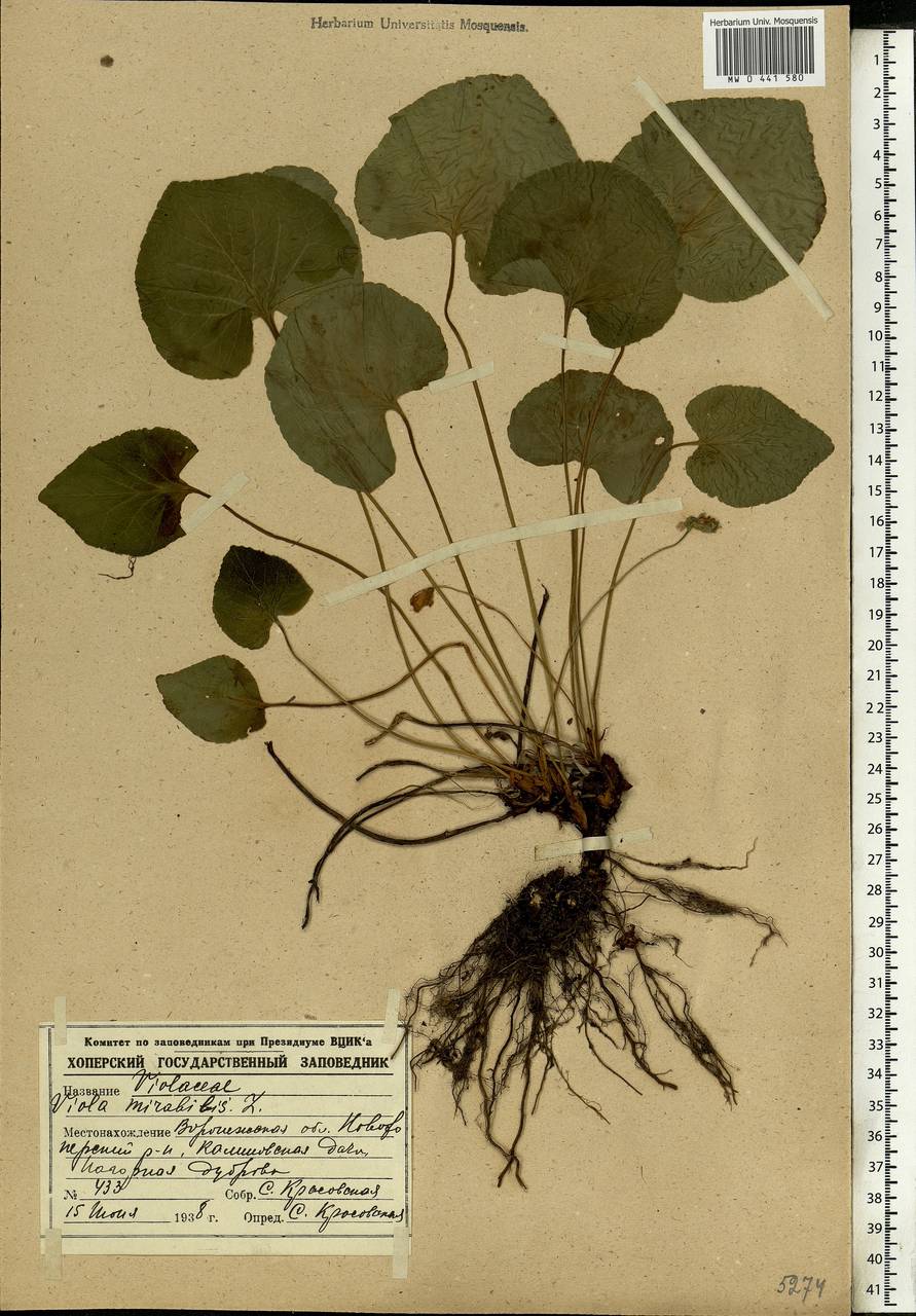 Viola mirabilis L., Eastern Europe, Central forest-and-steppe region (E6) (Russia)