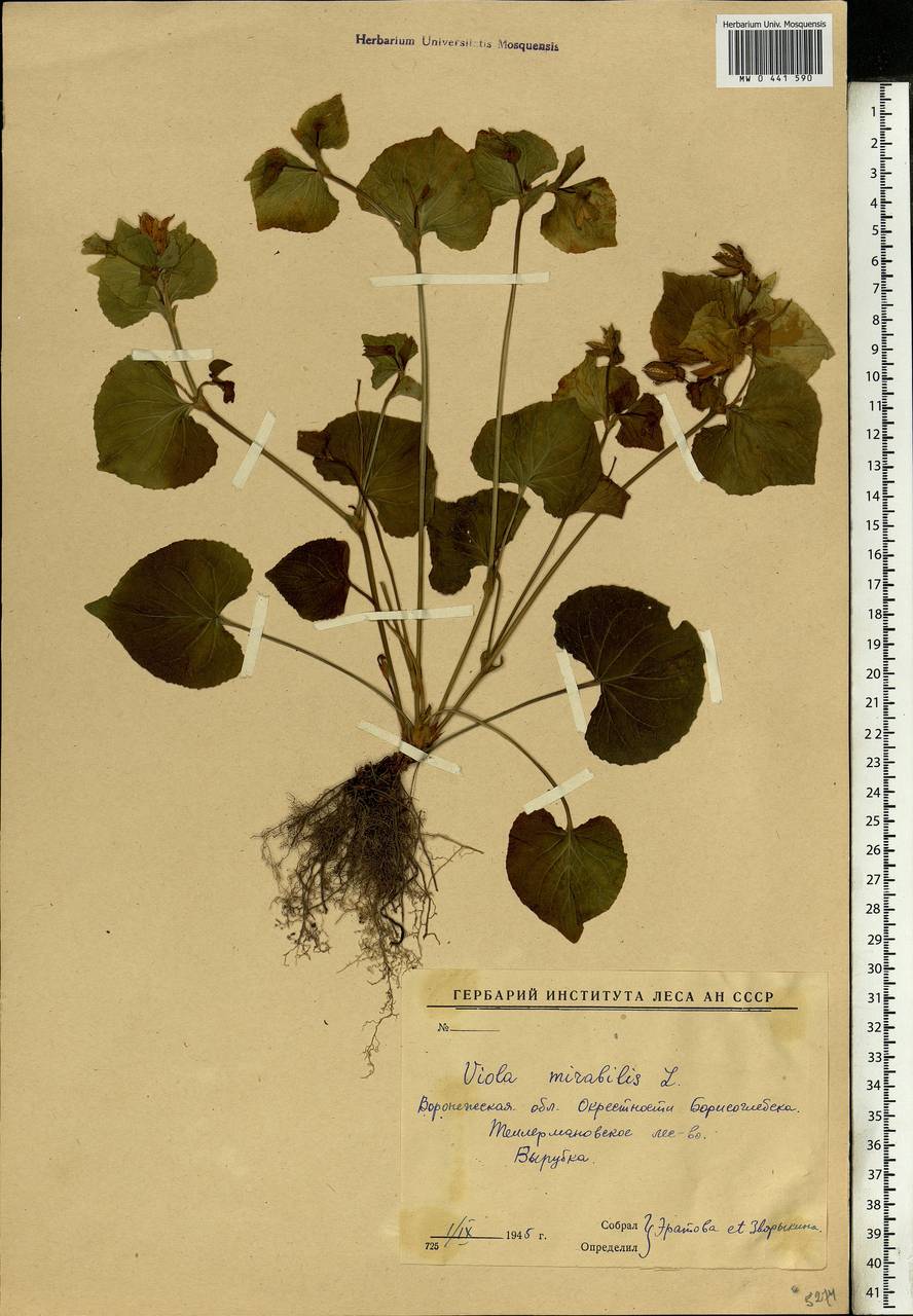 Viola mirabilis L., Eastern Europe, Central forest-and-steppe region (E6) (Russia)