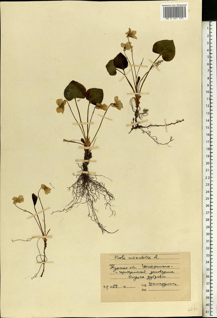 Viola mirabilis L., Eastern Europe, Central forest-and-steppe region (E6) (Russia)