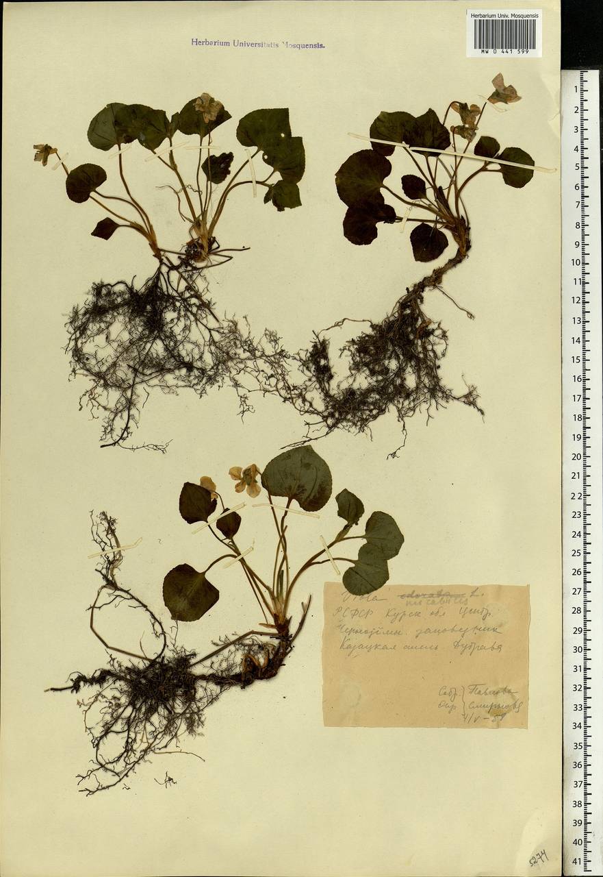 Viola mirabilis L., Eastern Europe, Central forest-and-steppe region (E6) (Russia)