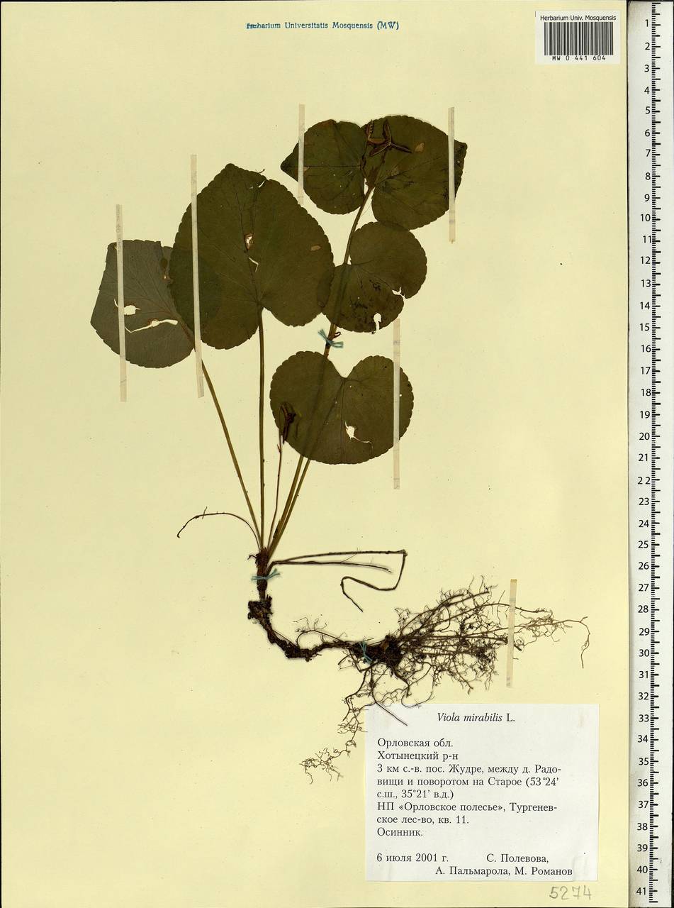 Viola mirabilis L., Eastern Europe, Central forest-and-steppe region (E6) (Russia)