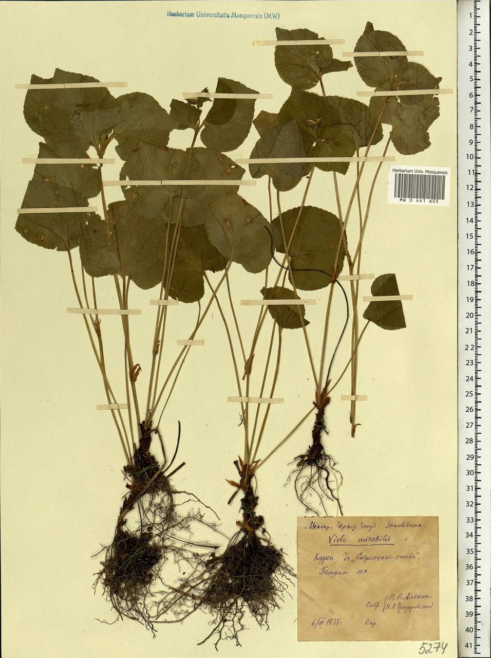 Viola mirabilis L., Eastern Europe, Central forest-and-steppe region (E6) (Russia)