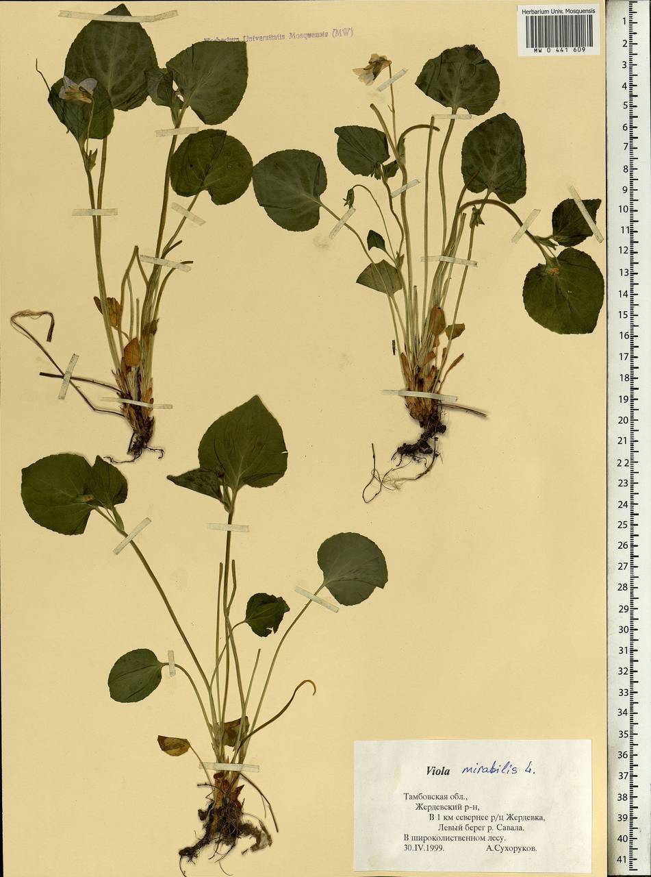Viola mirabilis L., Eastern Europe, Central forest-and-steppe region (E6) (Russia)