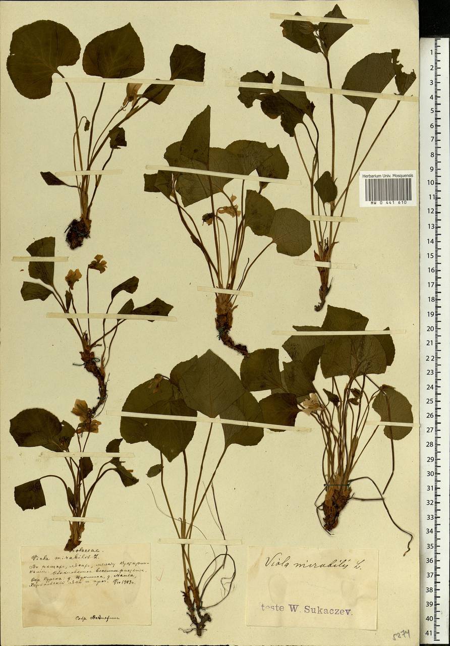Viola mirabilis L., Eastern Europe, Central forest-and-steppe region (E6) (Russia)