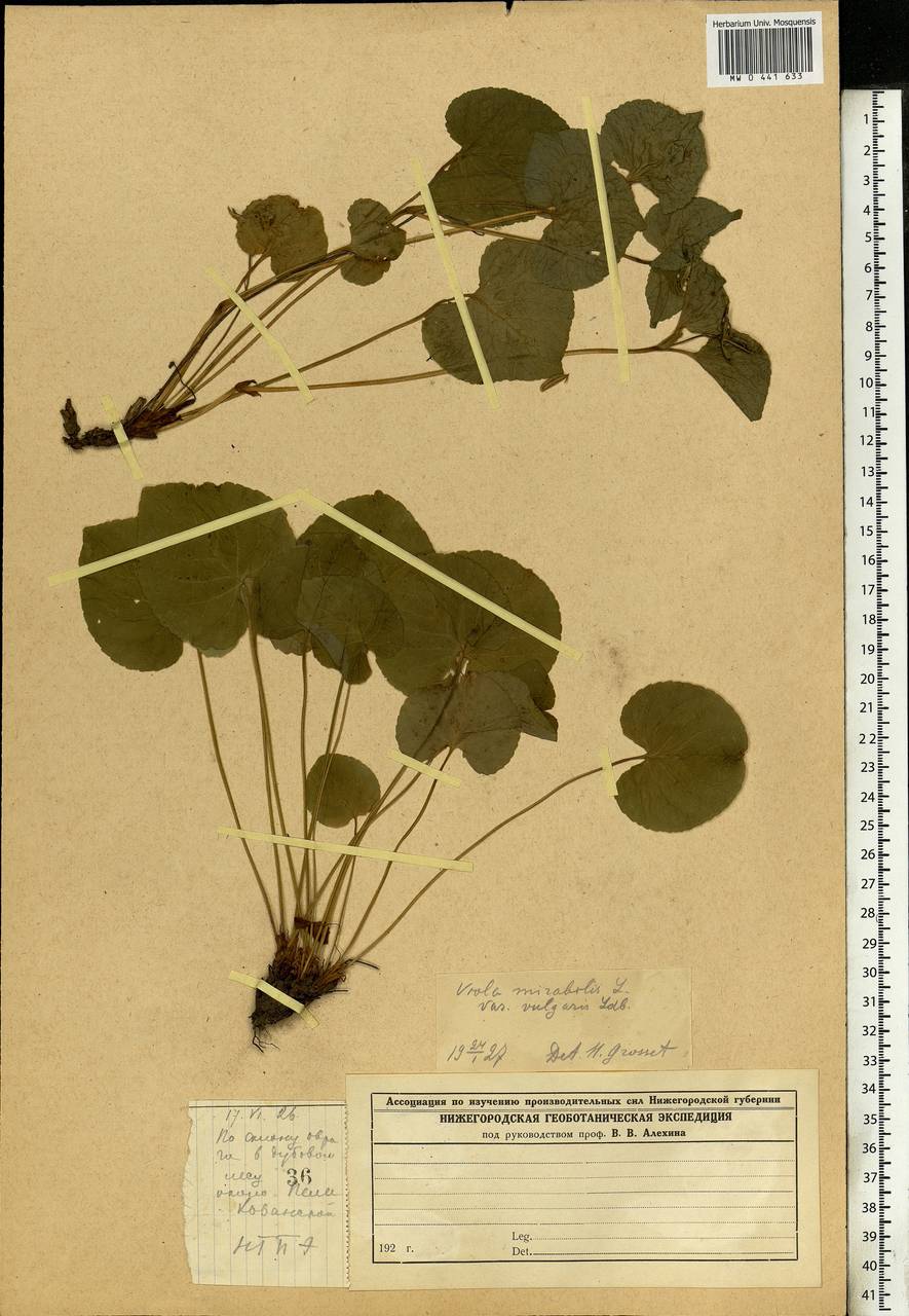 Viola mirabilis L., Eastern Europe, Volga-Kama region (E7) (Russia)