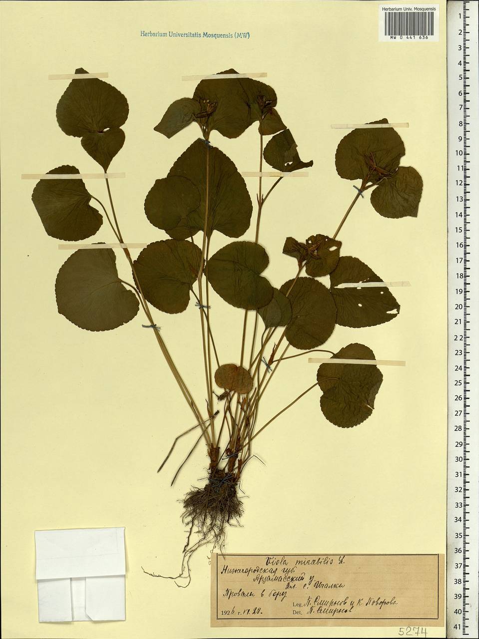 Viola mirabilis L., Eastern Europe, Volga-Kama region (E7) (Russia)