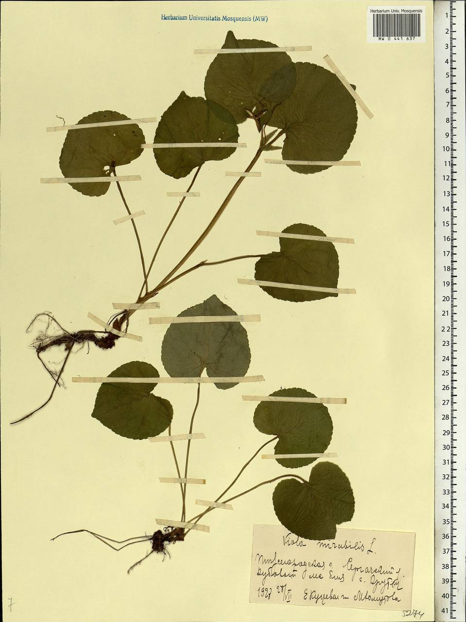 Viola mirabilis L., Eastern Europe, Volga-Kama region (E7) (Russia)