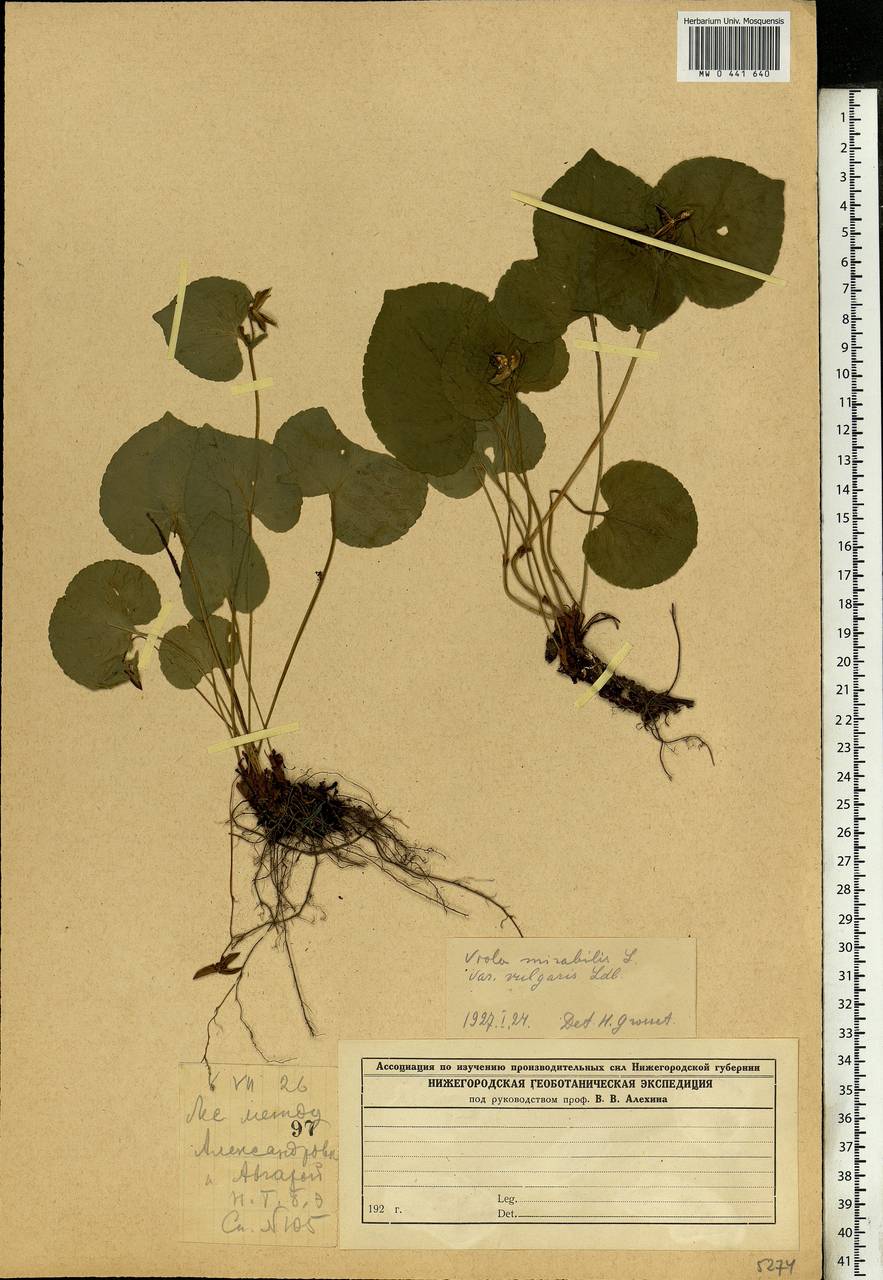 Viola mirabilis L., Eastern Europe, Middle Volga region (E8) (Russia)