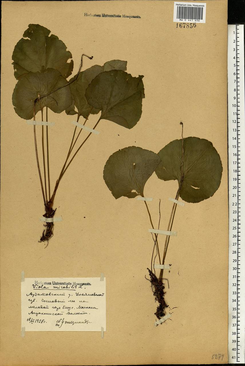 Viola mirabilis L., Eastern Europe, Middle Volga region (E8) (Russia)