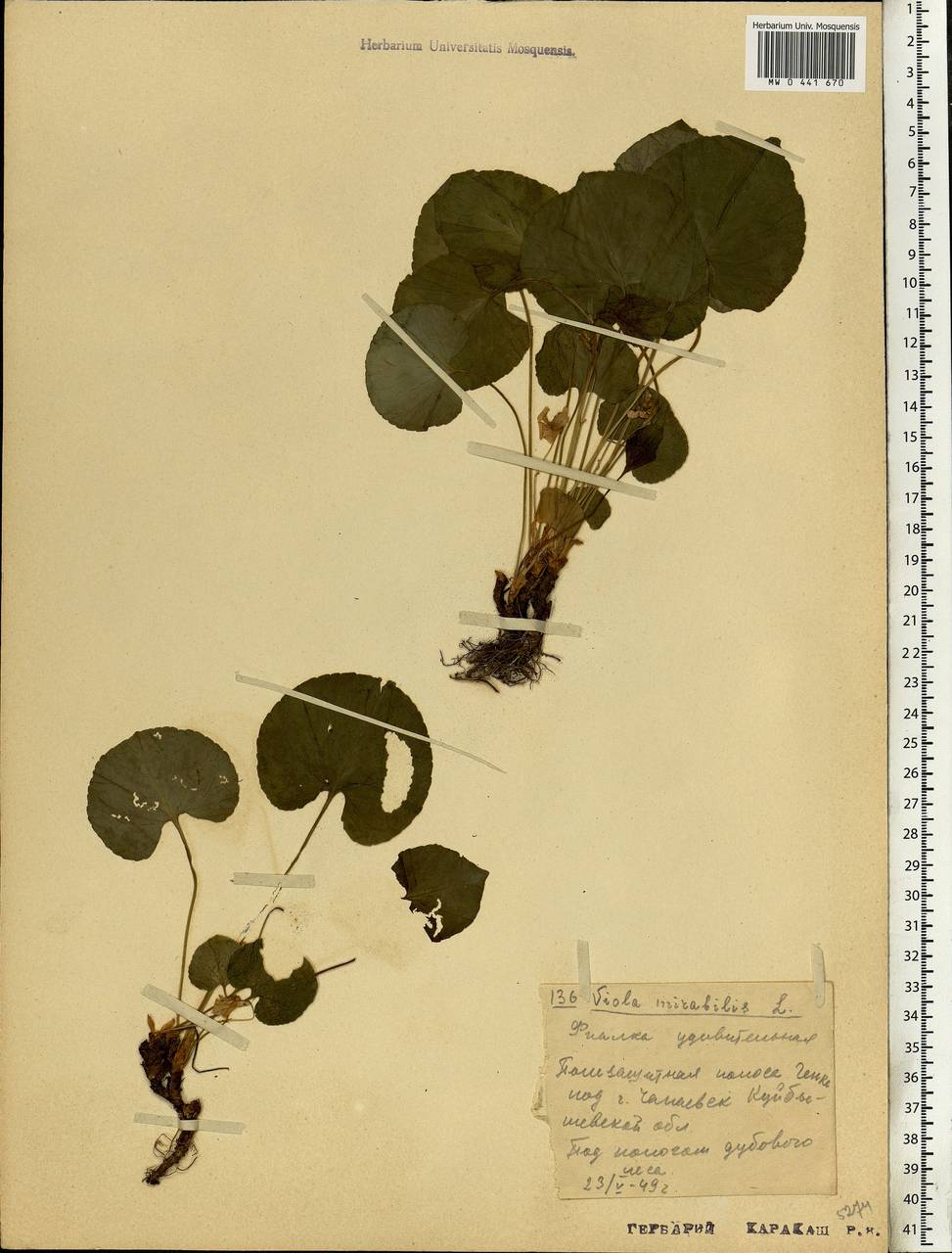 Viola mirabilis L., Eastern Europe, Middle Volga region (E8) (Russia)