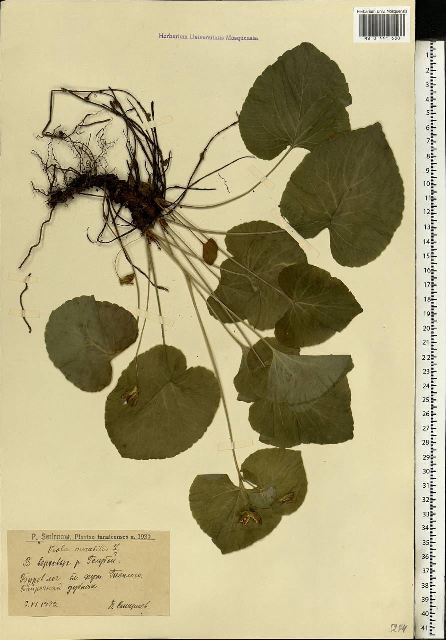 Viola mirabilis L., Eastern Europe, Lower Volga region (E9) (Russia)