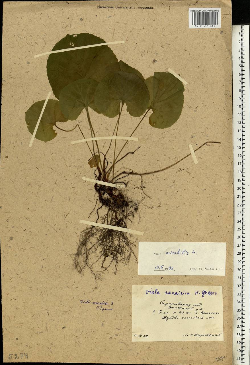 Viola mirabilis L., Eastern Europe, Lower Volga region (E9) (Russia)