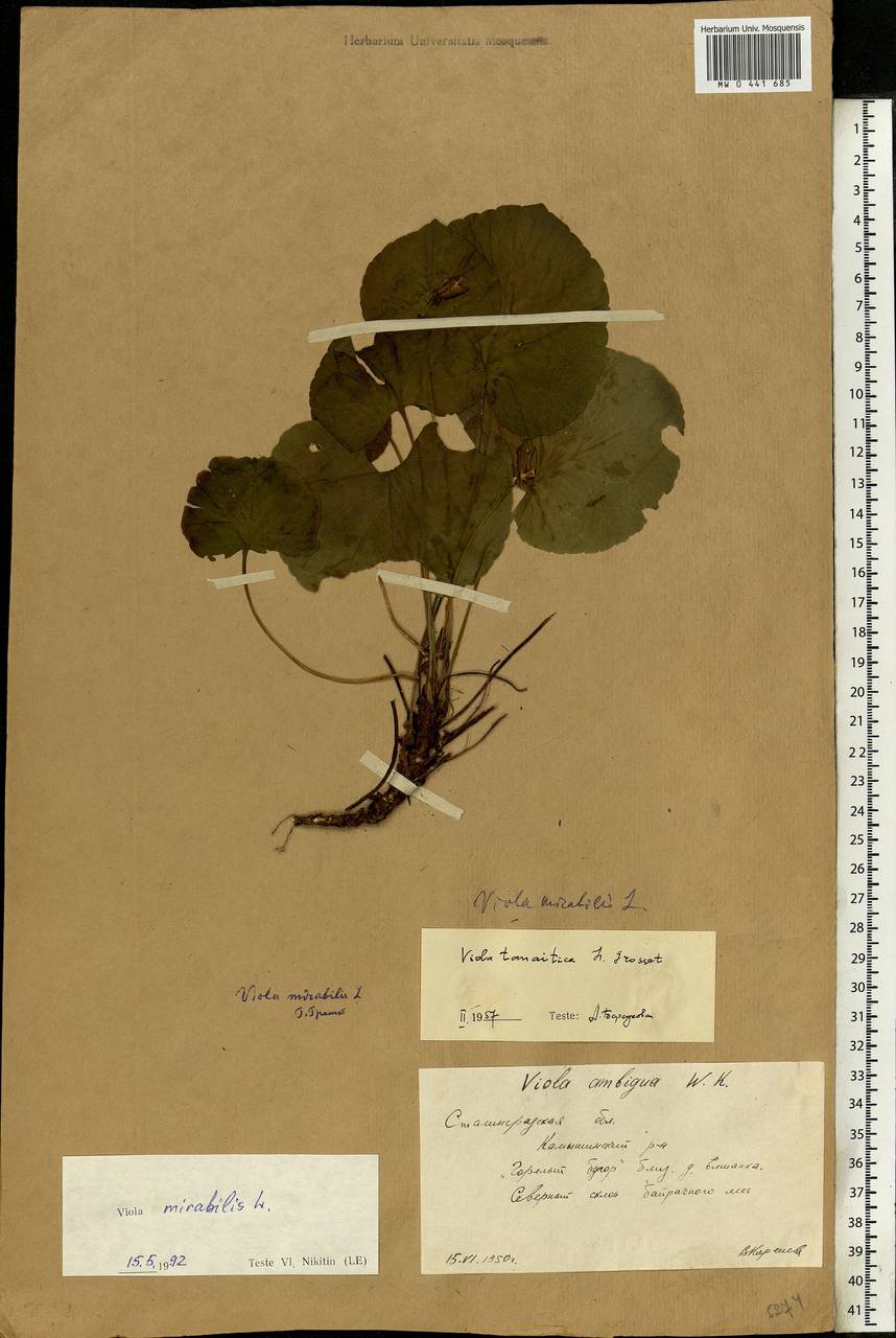 Viola mirabilis L., Eastern Europe, Lower Volga region (E9) (Russia)