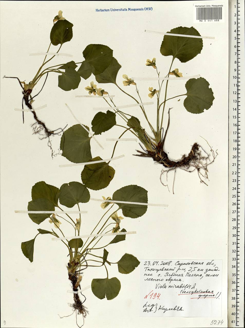 Viola mirabilis L., Eastern Europe, Lower Volga region (E9) (Russia)