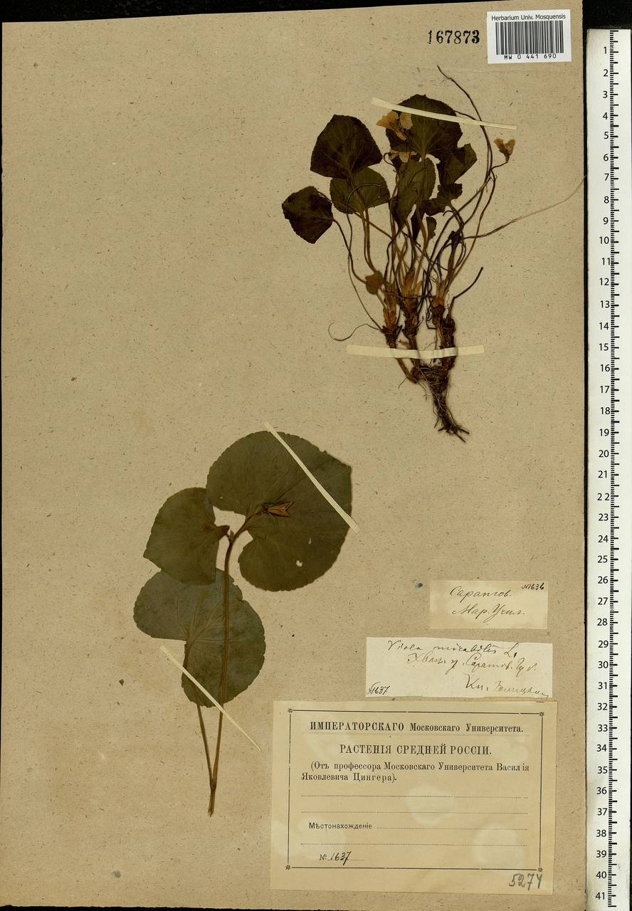 Viola mirabilis L., Eastern Europe, Lower Volga region (E9) (Russia)