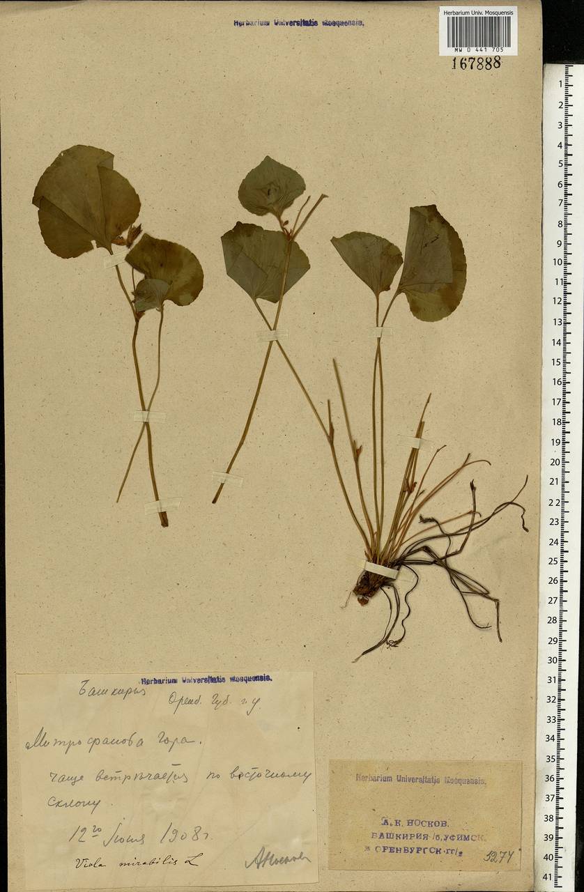 Viola mirabilis L., Eastern Europe, Eastern region (E10) (Russia)