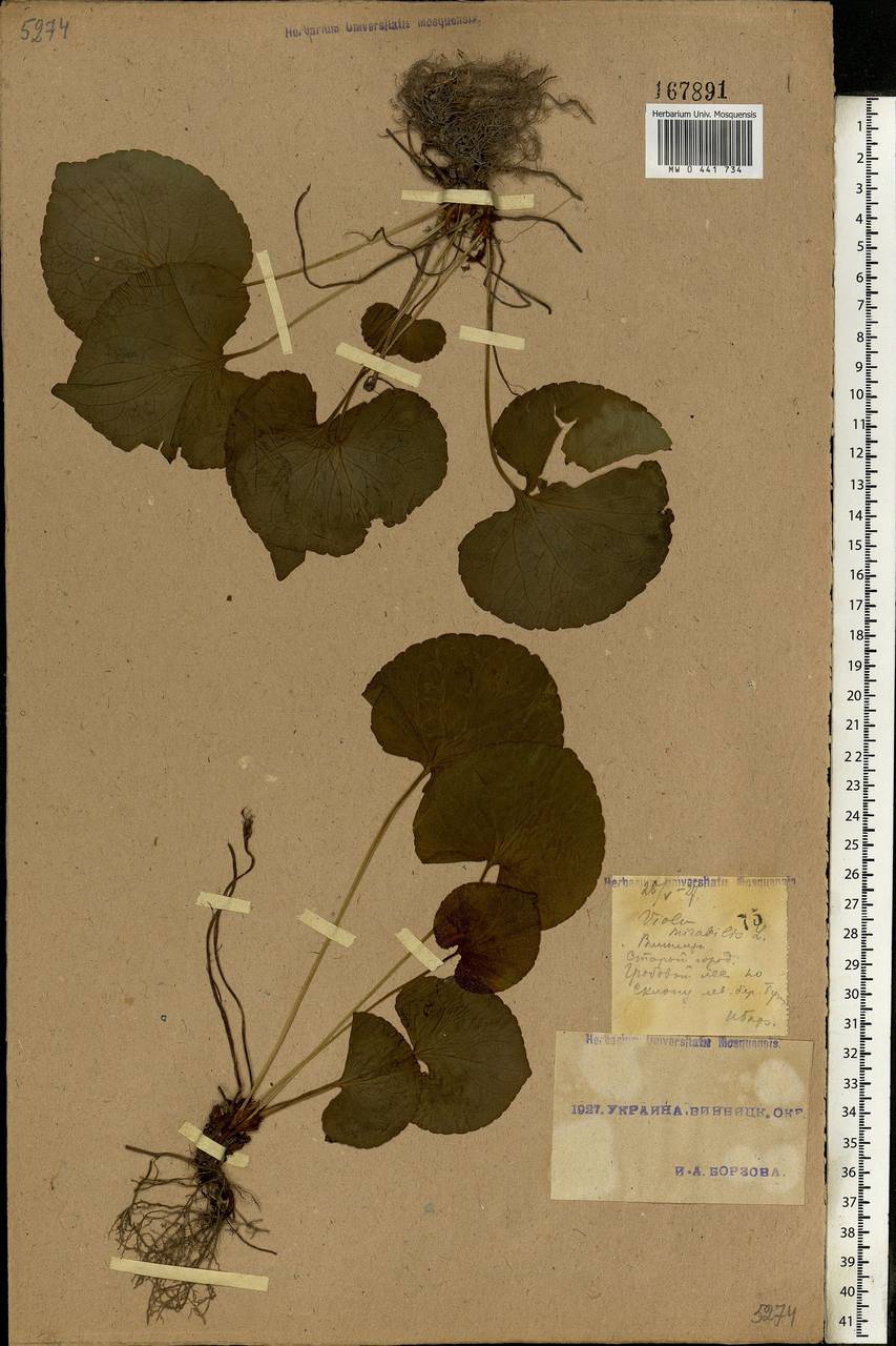Viola mirabilis L., Eastern Europe, South Ukrainian region (E12) (Ukraine)