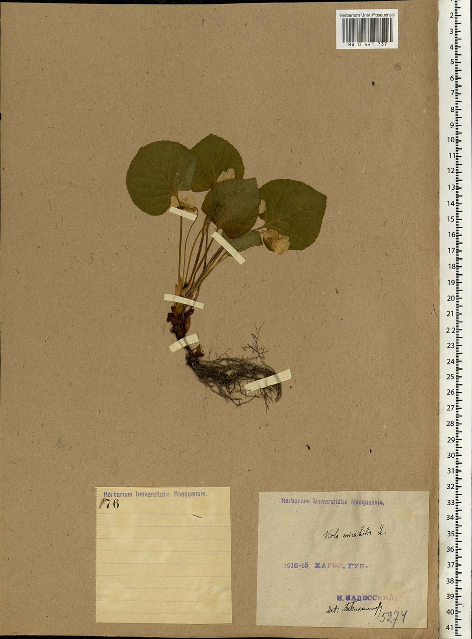 Viola mirabilis L., Eastern Europe, North Ukrainian region (E11) (Ukraine)