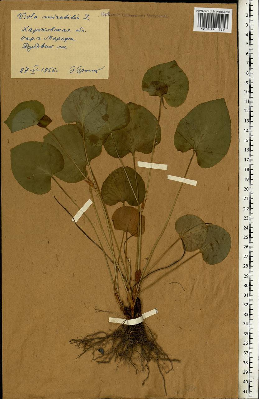 Viola mirabilis L., Eastern Europe, North Ukrainian region (E11) (Ukraine)