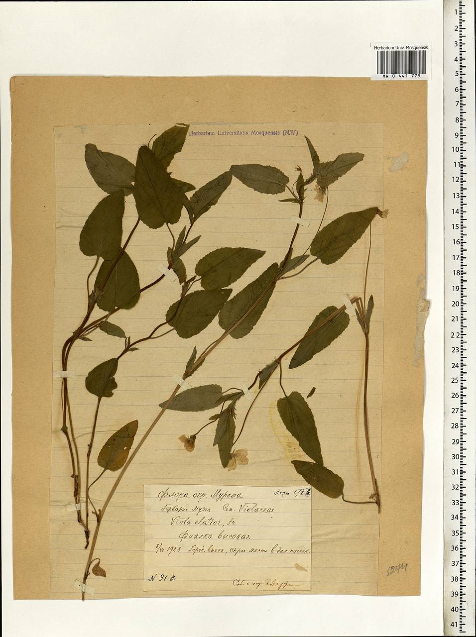 Viola elatior Fr., Eastern Europe, Central region (E4) (Russia)