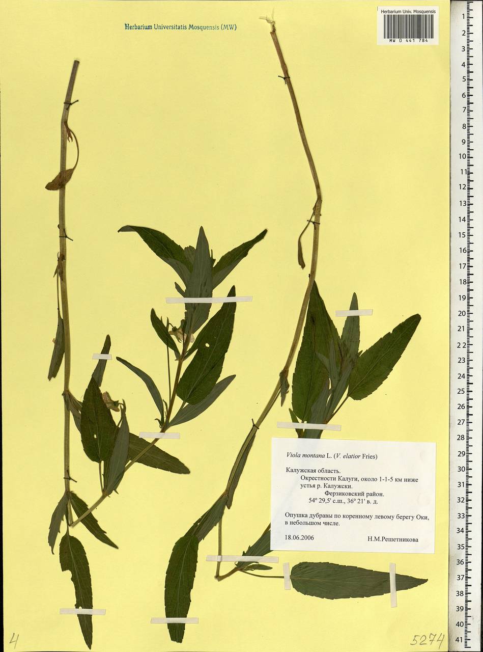 Viola elatior Fries, Eastern Europe, Central region (E4) (Russia)