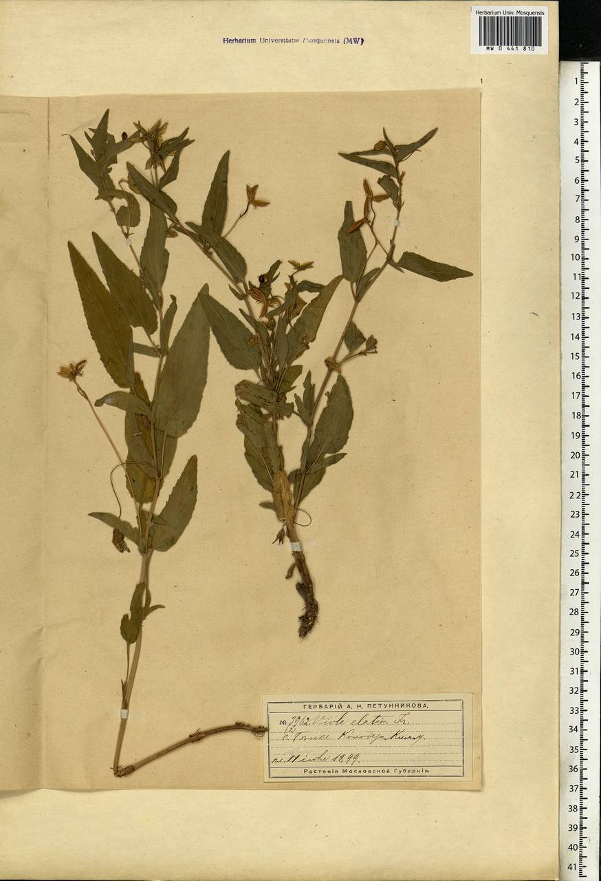 Viola elatior Fr., Eastern Europe, Moscow region (E4a) (Russia)