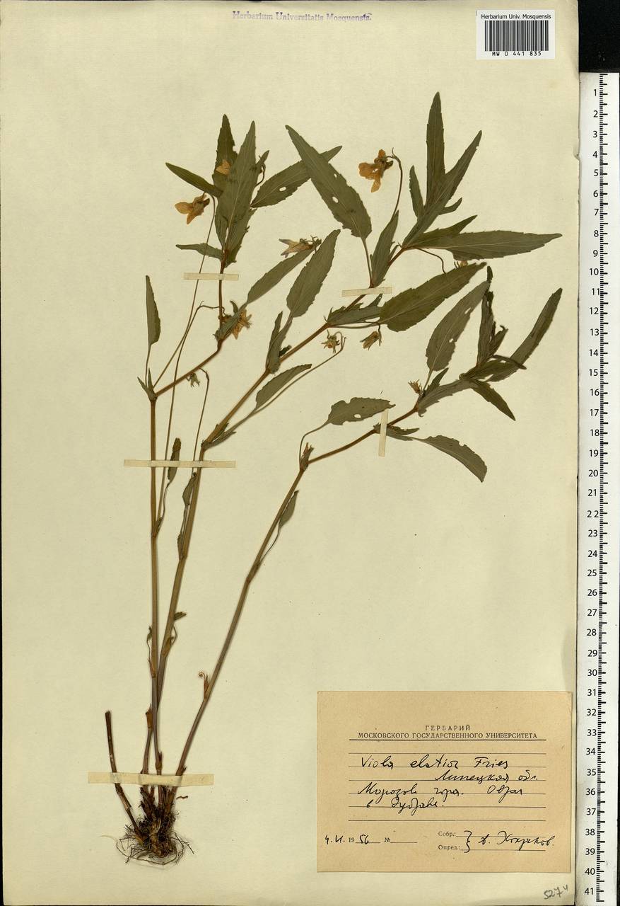 Viola elatior Fries, Eastern Europe, Central forest-and-steppe region (E6) (Russia)