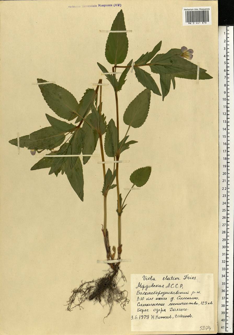Viola elatior Fries, Eastern Europe, Middle Volga region (E8) (Russia)