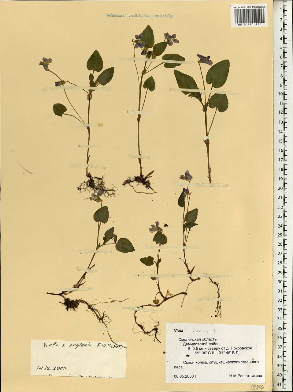 Viola × neglecta F. W. Schmidt, Eastern Europe, Western region (E3) (Russia)