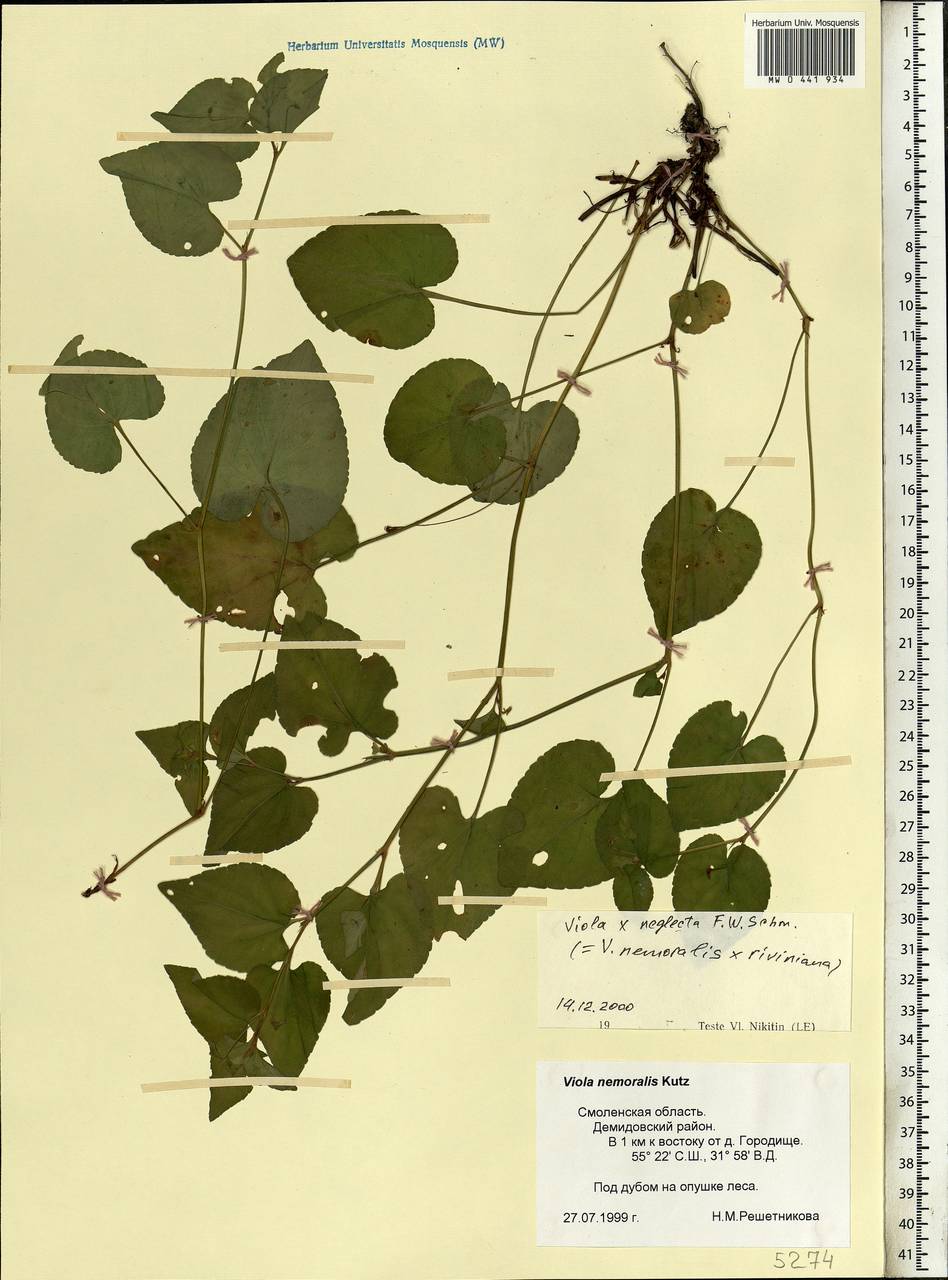 Viola × neglecta F. W. Schmidt, Eastern Europe, Western region (E3) (Russia)