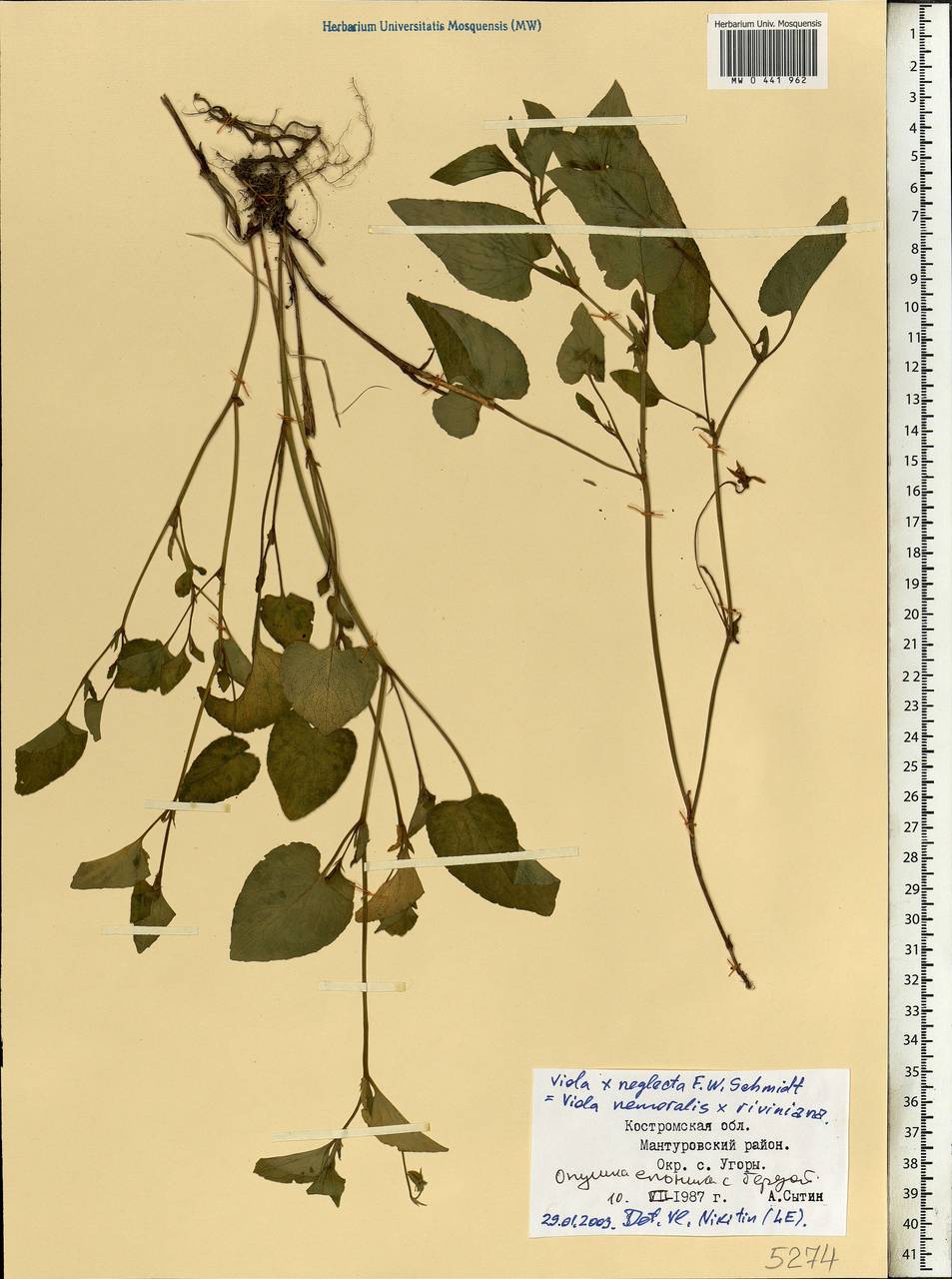 Viola × neglecta F. W. Schmidt, Eastern Europe, Central forest region (E5) (Russia)