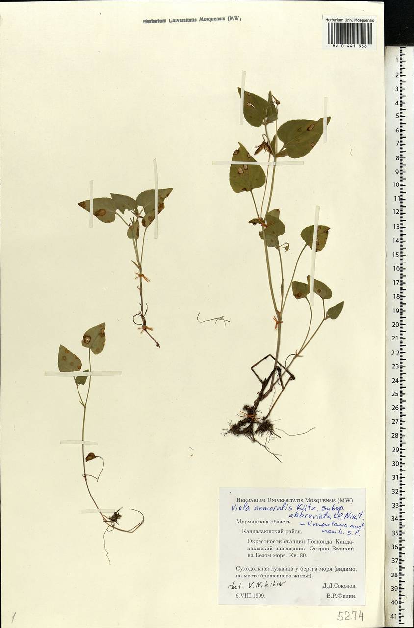 Viola ruppii All., Eastern Europe, Northern region (E1) (Russia)