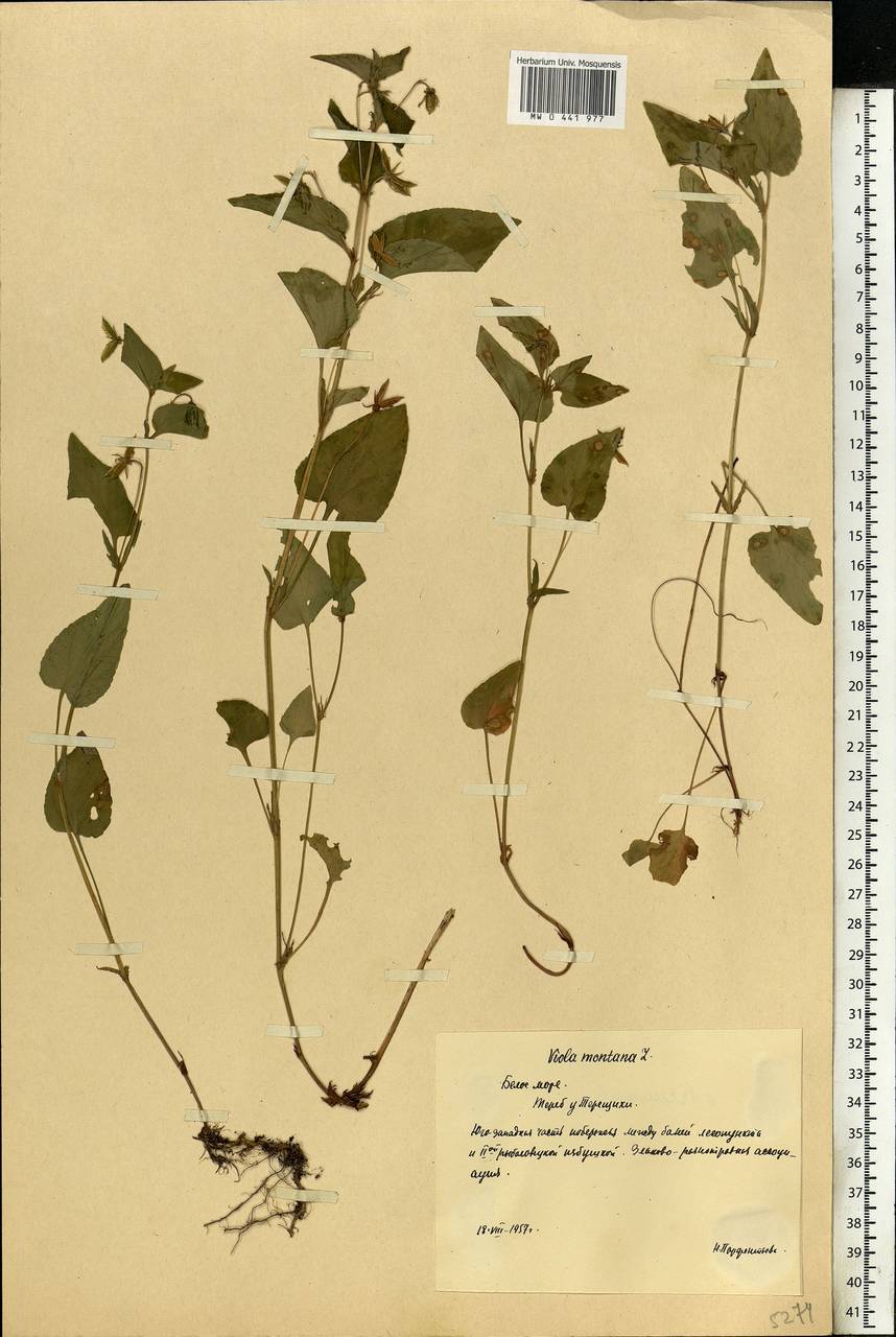 Viola canina subsp. ruppii (All.) Schübl. & G. Martens, Eastern Europe, Northern region (E1) (Russia)