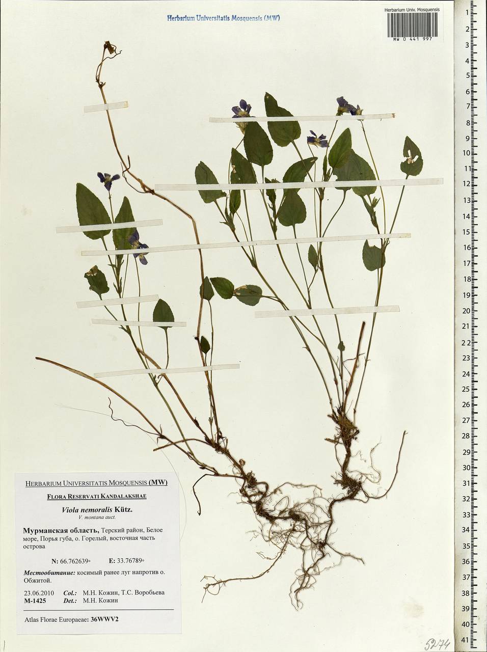 Viola canina subsp. ruppii (All.) Schübl. & G. Martens, Eastern Europe, Northern region (E1) (Russia)