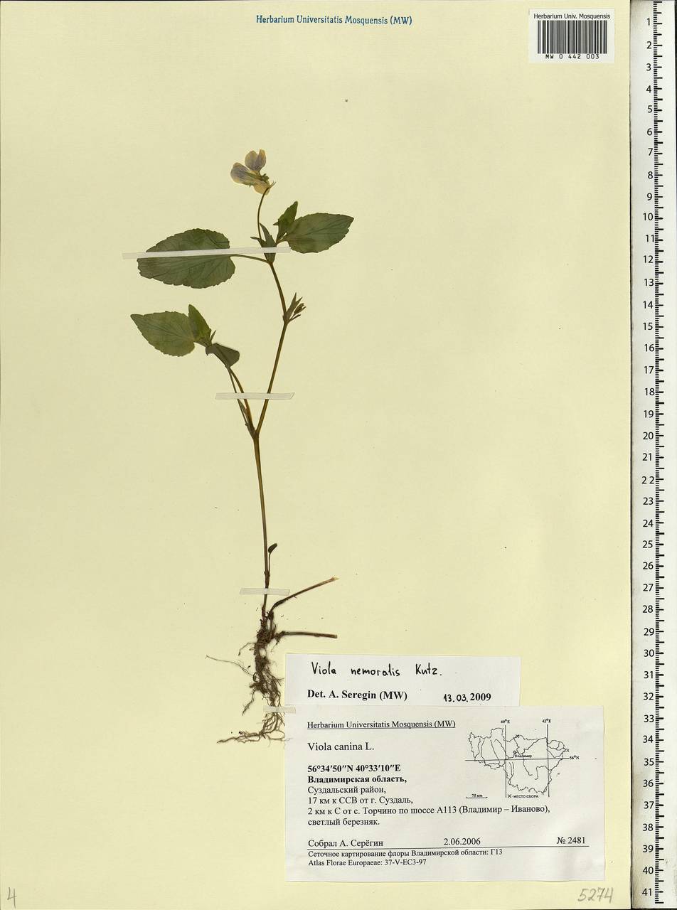 Viola ruppii All., Eastern Europe, Central region (E4) (Russia)