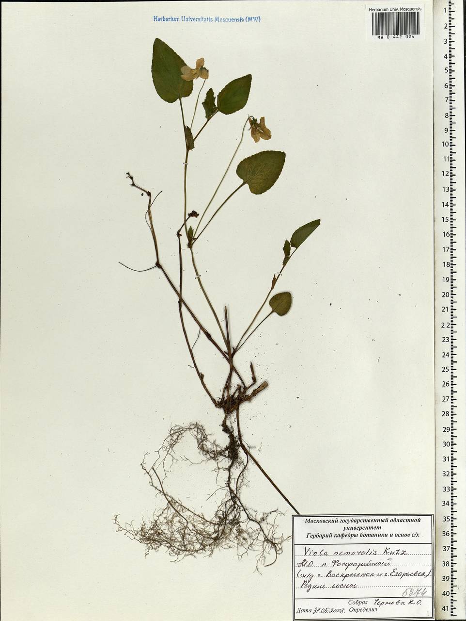 Viola canina subsp. ruppii (All.) Schübl. & G. Martens, Eastern Europe, Moscow region (E4a) (Russia)