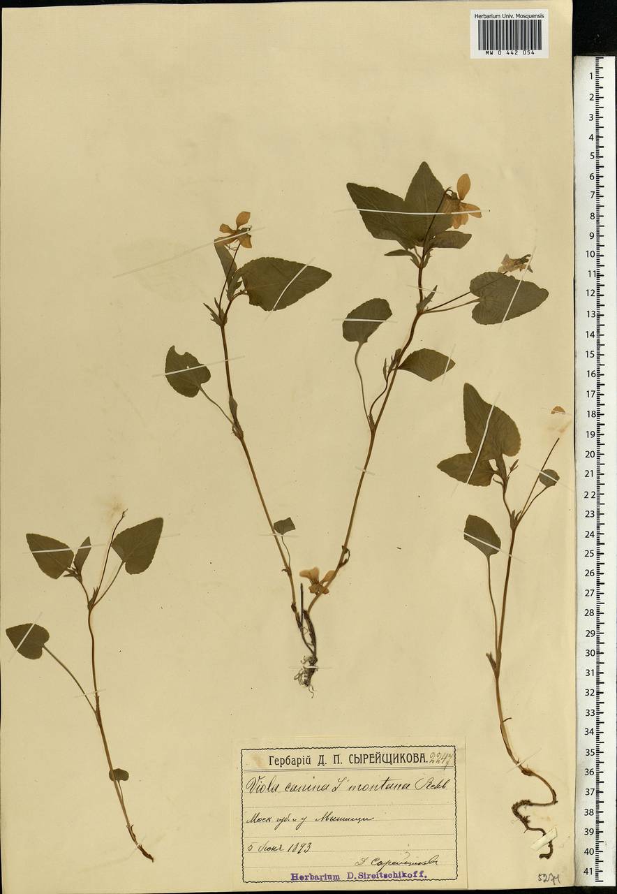 Viola ruppii All., Eastern Europe, Moscow region (E4a) (Russia)